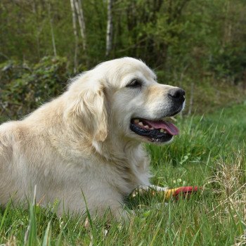 chien Golden retriever sable Ilou élevage du Fond de la Noye Golden retriever
