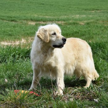 chien Golden retriever sable Ilou élevage du Fond de la Noye Golden retriever