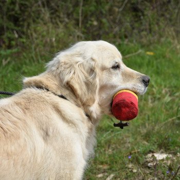 chien Golden retriever sable Ilou élevage du Fond de la Noye Golden retriever