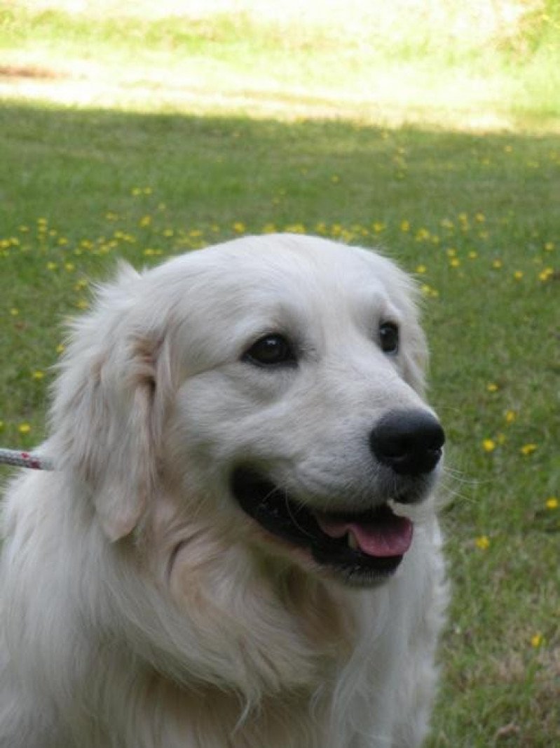 Interview of Chelsea Garden Mâle Golden retriever