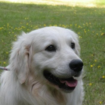 chien Golden retriever sable Interview élevage du Fond de la Noye