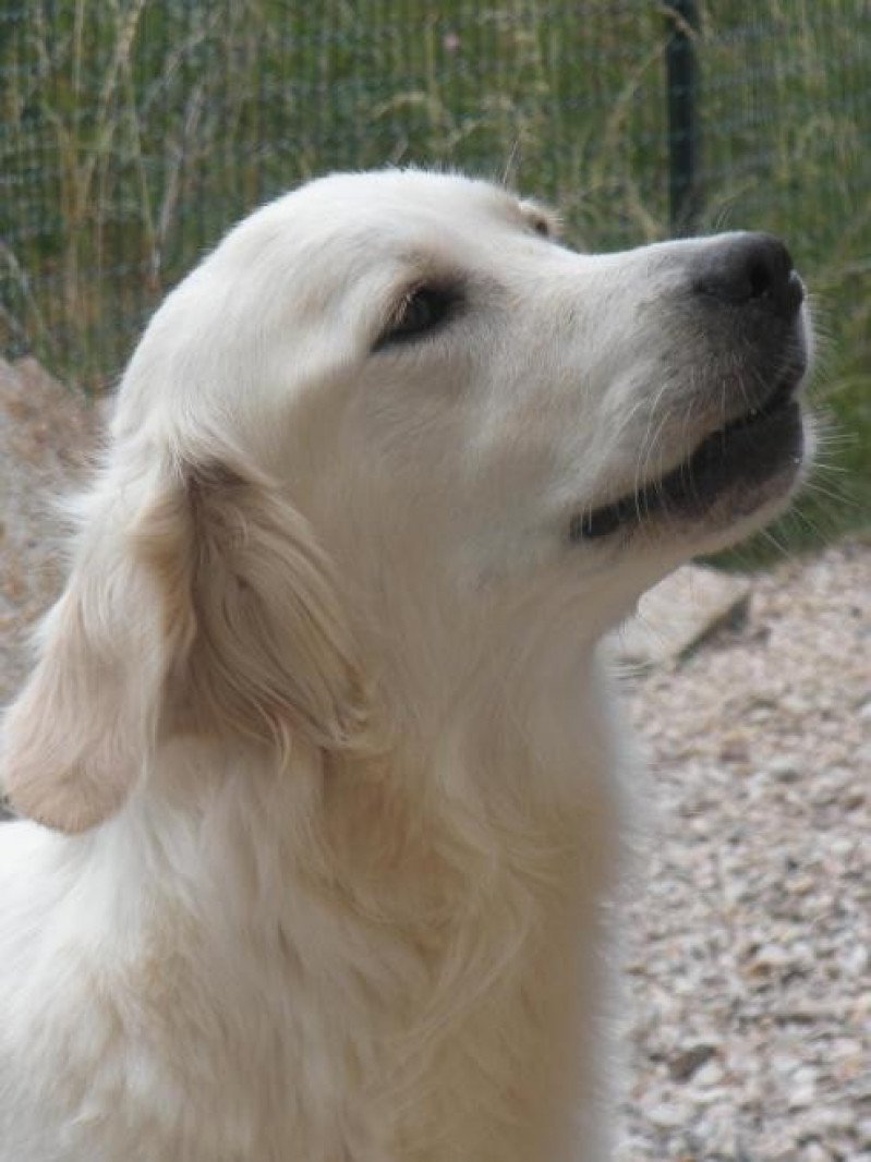 Iris du Fond de la Noye Femelle Golden retriever