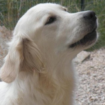 chien Golden retriever Iris élevage du Fond de la Noye Golden retriever
