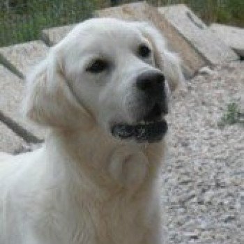 chien Golden retriever sable Iseult élevage du Fond de la Noye