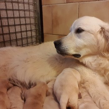 chien Golden retriever sable Iseult élevage du Fond de la Noye