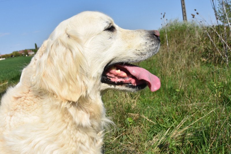Ivoire du Fond de la Noye Femelle Golden retriever