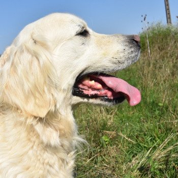 chien Golden retriever sable Ivoire élevage du Fond de la Noye Golden retriever
