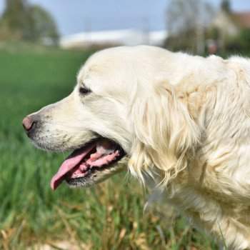 chien Golden retriever sable Ivoire élevage du Fond de la Noye Golden retriever