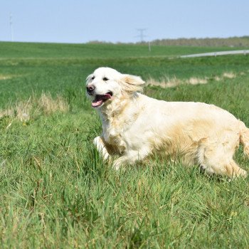 chien Golden retriever sable Ivoire élevage du Fond de la Noye