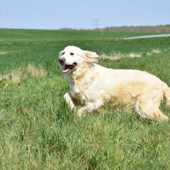 chien Golden retriever sable Ivoire élevage du Fond de la Noye Golden retriever
