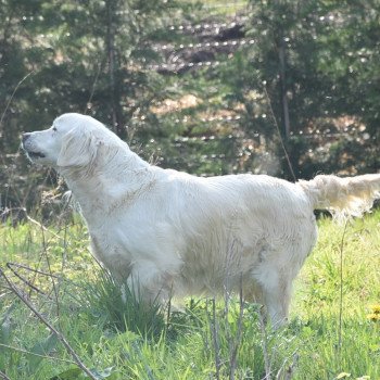 chien Golden retriever sable Ivoire élevage du Fond de la Noye Golden retriever