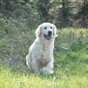 chien Golden retriever sable Ivoire élevage du Fond de la Noye Golden retriever