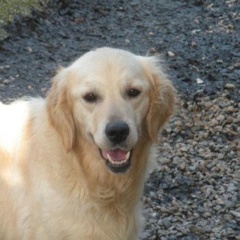 chien Golden retriever sable Jalna élevage du Fond de la Noye Golden retriever