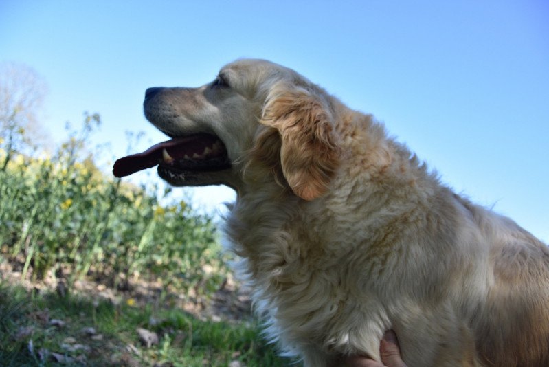 Jalna du Fond de la Noye Femelle Golden retriever