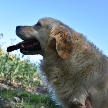chien Golden retriever sable Jalna élevage du Fond de la Noye Golden retriever