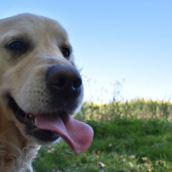 chien Golden retriever sable Jalna élevage du Fond de la Noye Golden retriever