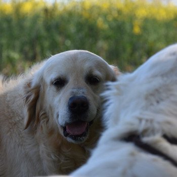 chien Golden retriever sable Jalna élevage du Fond de la Noye Golden retriever