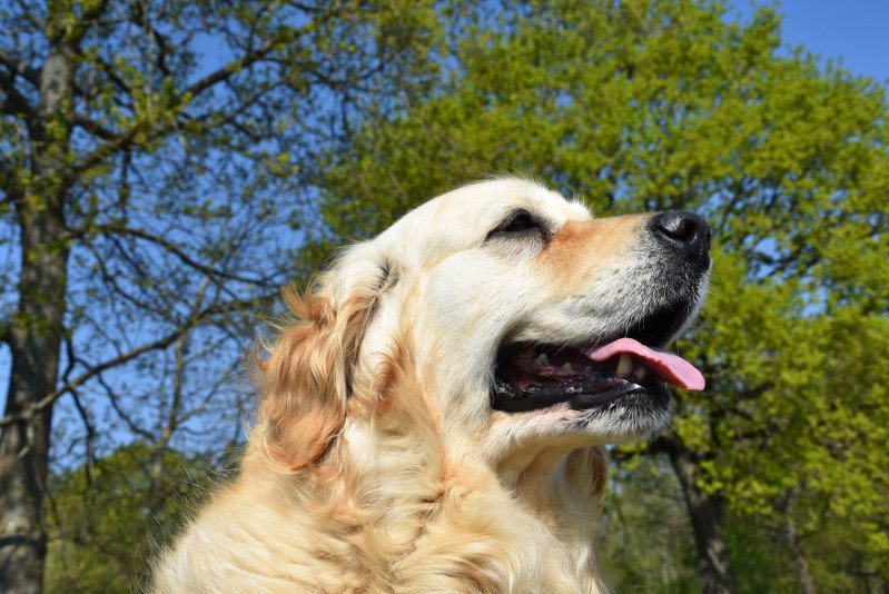 Jazzie du Fond de la Noye Femelle Golden retriever