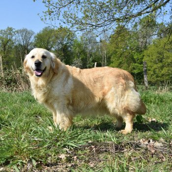 chien Golden retriever sable Jazzie élevage du Fond de la Noye Golden retriever