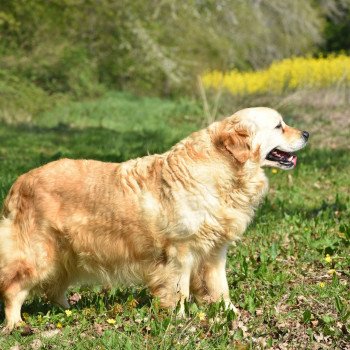 chien Golden retriever sable Jazzie élevage du Fond de la Noye Golden retriever