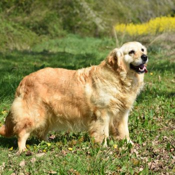 chien Golden retriever sable Jazzie élevage du Fond de la Noye Golden retriever