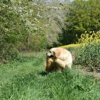 chien Golden retriever sable Jazzie élevage du Fond de la Noye Golden retriever