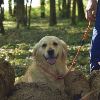 chien Golden retriever sable Jazzie élevage du Fond de la Noye Golden retriever