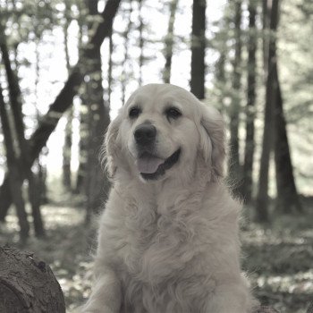 chien Golden retriever sable Jazzie élevage du Fond de la Noye Golden retriever