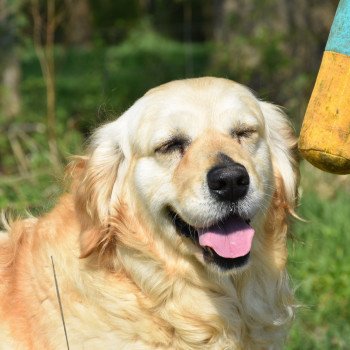 chien Golden retriever sable Jazzie élevage du Fond de la Noye Golden retriever