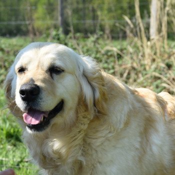 chien Golden retriever sable Jazzie élevage du Fond de la Noye Golden retriever