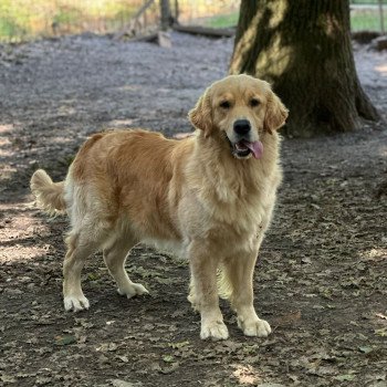 chien Golden retriever Like a Diamond élevage du Fond de la Noye chien Golden retriever Like a Diamond élevage du Fond de la Noye