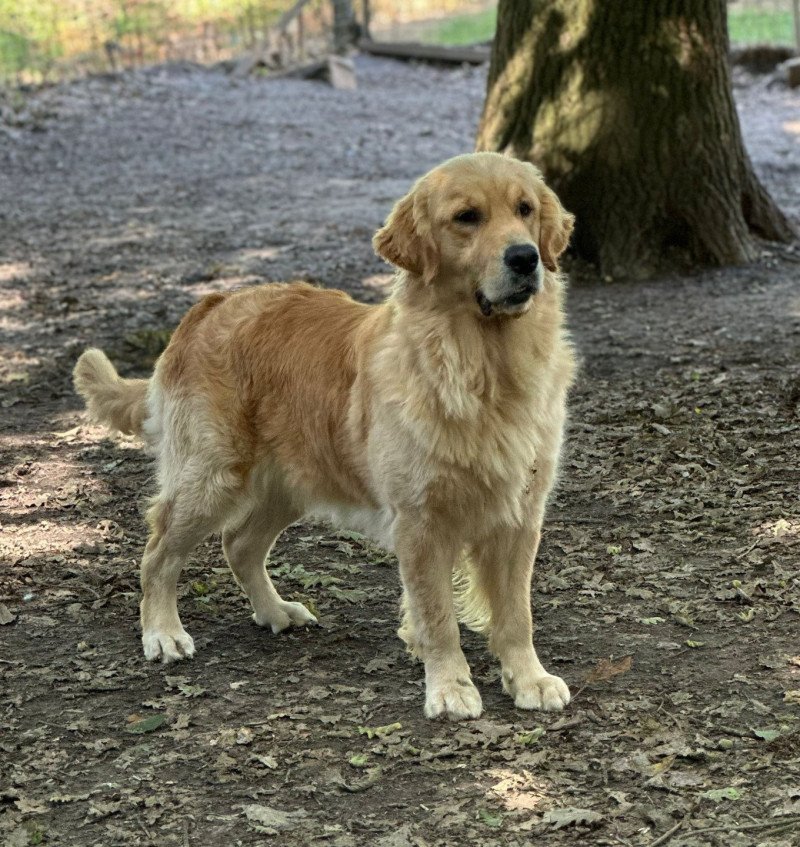 Amore Veritas Like a Diamond Femelle Golden retriever Amore Veritas Like a Diamond Femelle Golden retriever
