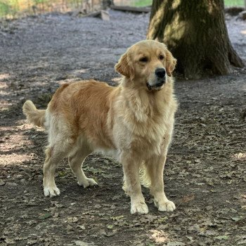 chien Golden retriever Like a Diamond élevage du Fond de la Noye chien Golden retriever Like a Diamond élevage du Fond de la Noye