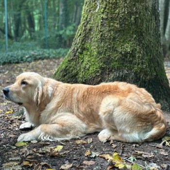 chien Golden retriever Like a Diamond élevage du Fond de la Noye chien Golden retriever Like a Diamond élevage du Fond de la Noye