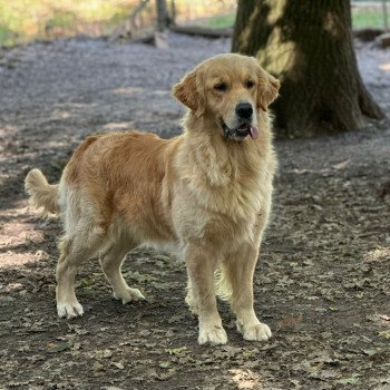 chien Golden retriever Like a Diamond élevage du Fond de la Noye chien Golden retriever Like a Diamond élevage du Fond de la Noye