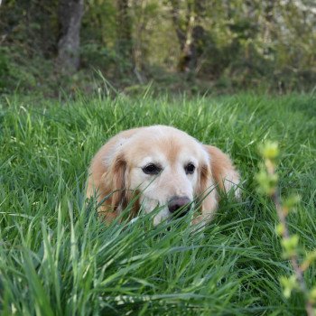 chien Golden retriever fauve clair Loyd élevage du Fond de la Noye chien Golden retriever fauve clair Loyd élevage du Fond de la Noye