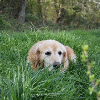 chien Golden retriever fauve clair Loyd élevage du Fond de la Noye