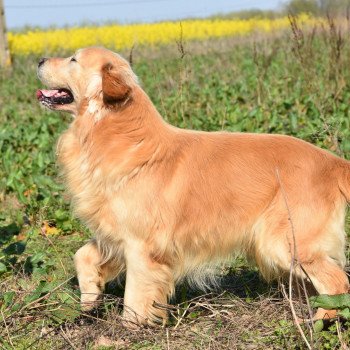 chien Golden retriever fauve clair Loyd élevage du Fond de la Noye chien Golden retriever fauve clair Loyd élevage du Fond de la Noye