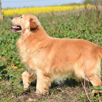 chien Golden retriever fauve clair Loyd élevage du Fond de la Noye