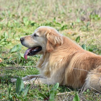 chien Golden retriever fauve clair Loyd élevage du Fond de la Noye