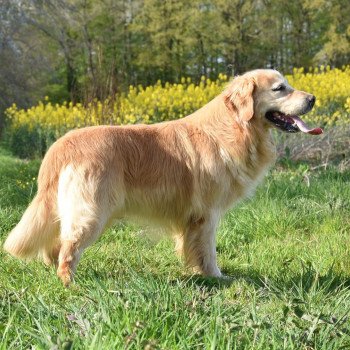 chien Golden retriever fauve clair Loyd élevage du Fond de la Noye