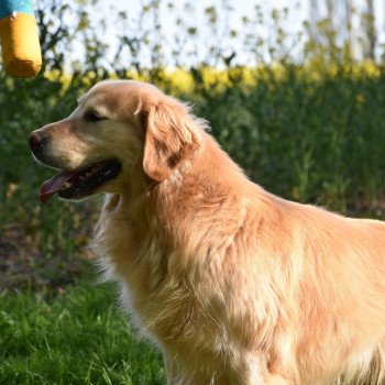 chien Golden retriever fauve clair Loyd élevage du Fond de la Noye