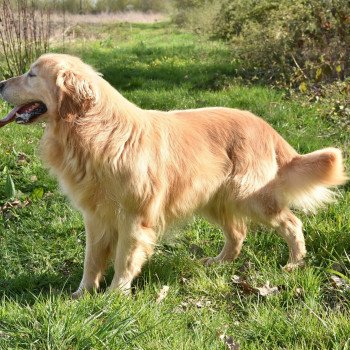 chien Golden retriever fauve clair Loyd élevage du Fond de la Noye