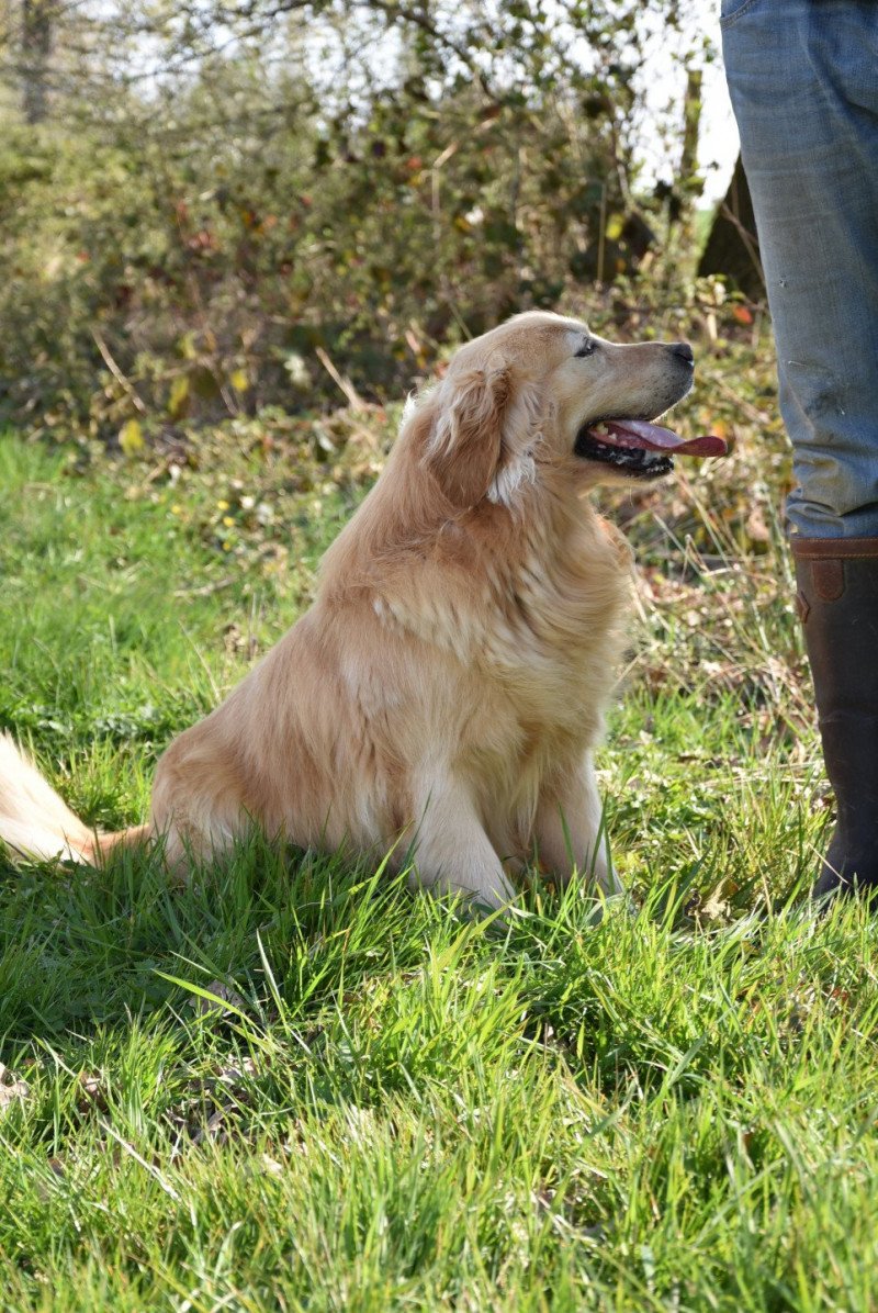 Loyd des Fields d'Est Mâle Golden retriever Loyd des Fields d'Est Mâle Golden retriever