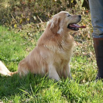 chien Golden retriever fauve clair Loyd élevage du Fond de la Noye