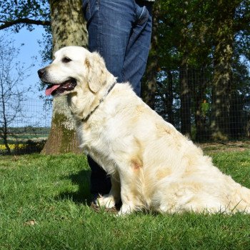chien Golden retriever sable Malou élevage du Fond de la Noye chien Golden retriever sable Malou élevage du Fond de la Noye