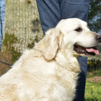 chien Golden retriever sable Malou élevage du Fond de la Noye chien Golden retriever sable Malou élevage du Fond de la Noye