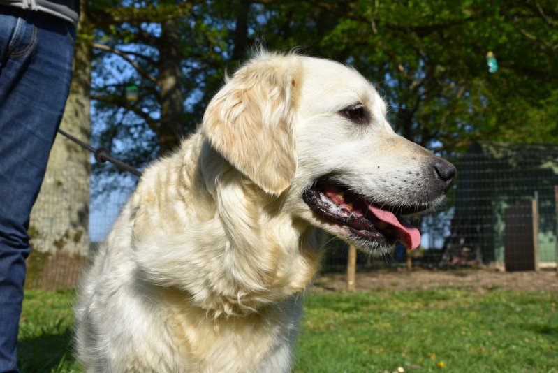 Malou du Fond de la Noye Femelle Golden retriever