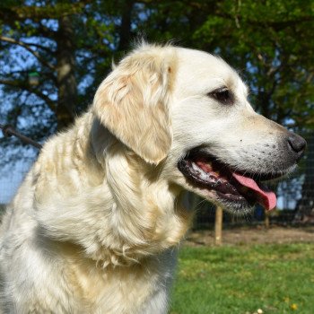 Malou du Fond de la Noye Femelle Golden retriever