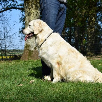 chien Golden retriever sable Malou élevage du Fond de la Noye chien Golden retriever sable Malou élevage du Fond de la Noye